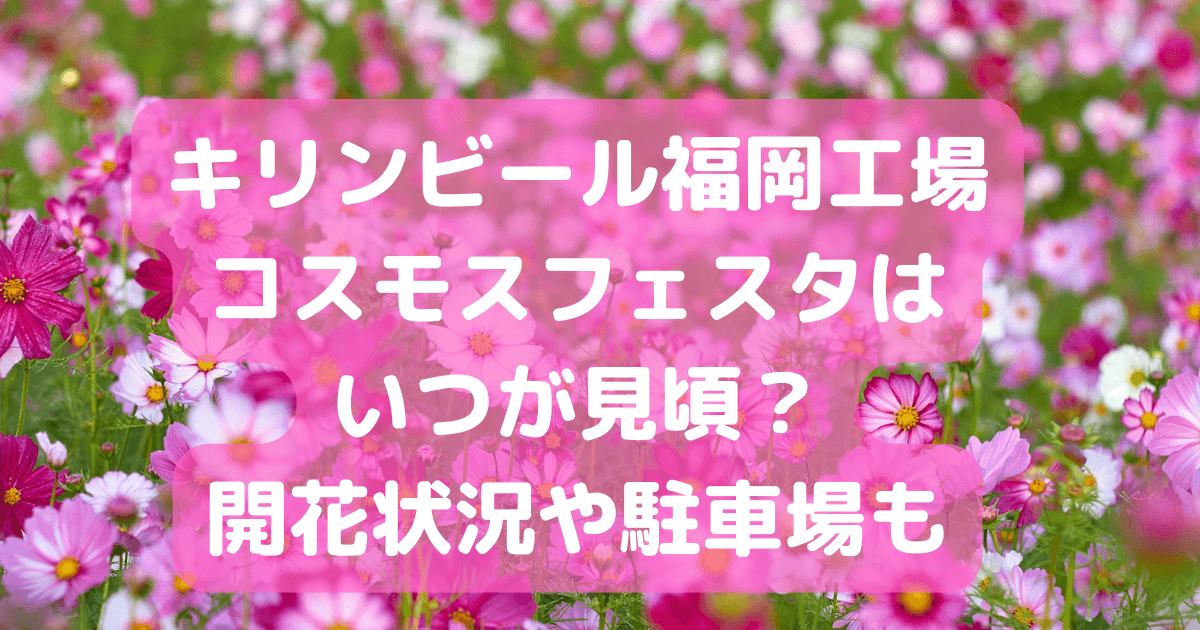 キリンビール福岡工場　コスモス　いつ　見頃　開花状況　駐車場